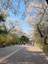서울 남산으로 떠나는 봄 여행, 벚꽃이 만개하는 남산 ✨