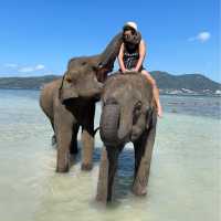 Elephant Swims @Lucky Beach, Tri Trang