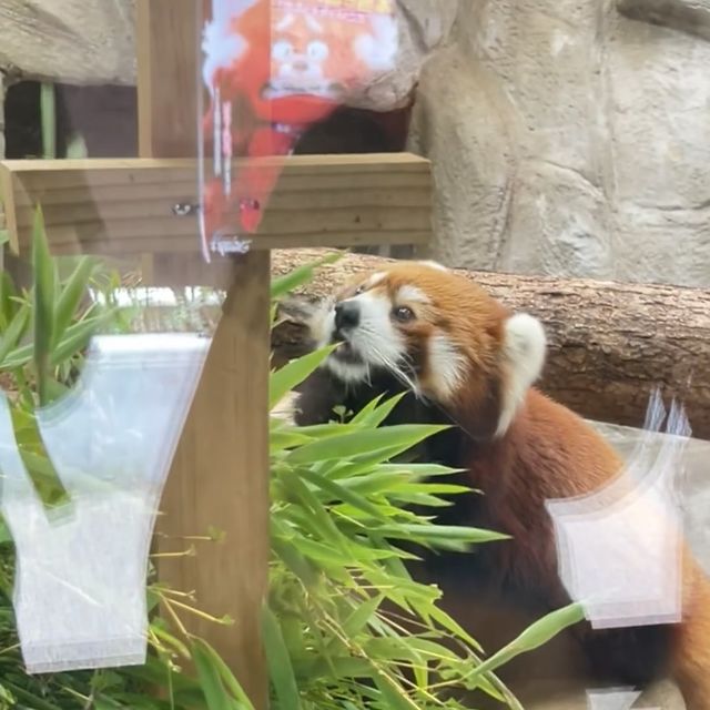 天王寺動物園：與萌物共度快樂時光！🦁🐼🌳