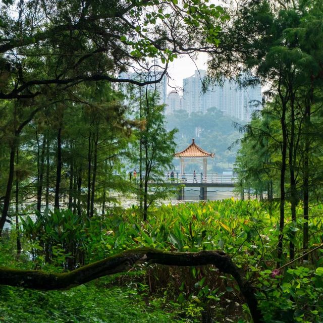 🌳🏞️🌊麓湖公園🌳湖光山色心曠神怡🌳🏞️🌊