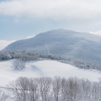 눈꽃세상❄️ 대관령 양떼목장