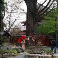 賞櫻 賞景 賞文化 東京近郊秩父神社
