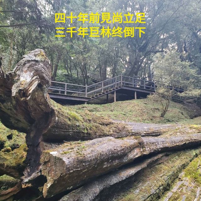 風彩依舊故人情-阿里山呀!我來我去容顏依然