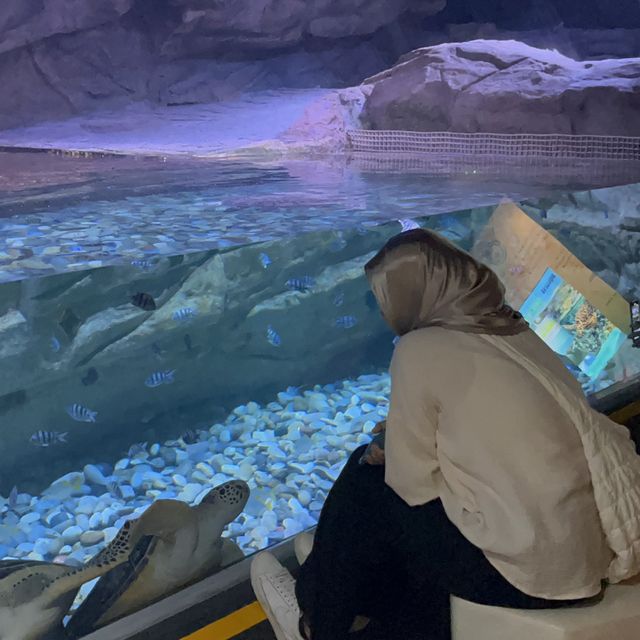 Aquarium Phuket 🐟🧜🏻‍♀️💦