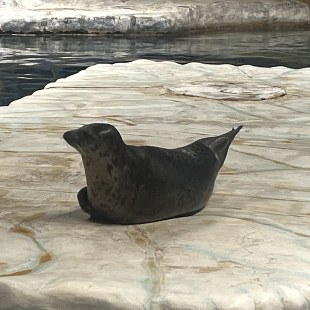 海洋公園：北極之旅