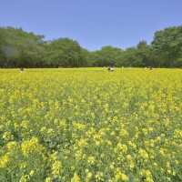 春にオススメ「昭和記念公園」