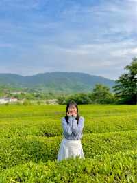 파노라마 녹차밭이 펼쳐지는 곳, 하동 #매암제다원 🍀
