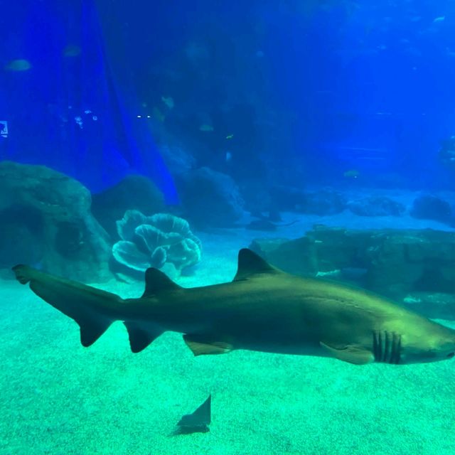 珠海長隆海洋王國之海洋動物