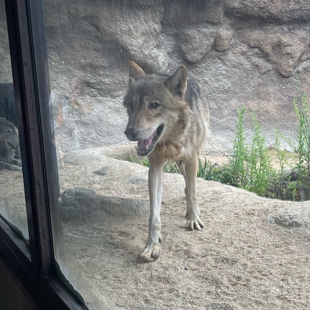 【動物全接觸】神戶動物王國🦚