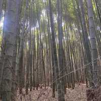 เดินเที่ยวป่าไผ่ Arashiyama Bamboo เมืองเกียวโต