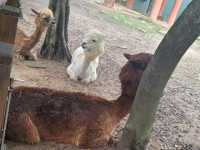 台灣必去的台北市立動物園