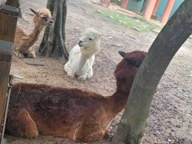 台灣必去的台北市立動物園