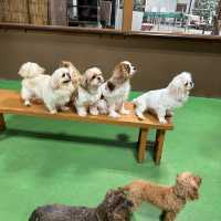 神戶動物王國🐶🐱🐰🐷🐻🦊🐯🐷🐒🐧🦉🐴🐢🐍🐪🦘🦜🦦🐿️🦫🦥🦝