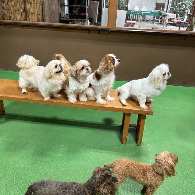 神戶動物王國🐶🐱🐰🐷🐻🦊🐯🐷🐒🐧🦉🐴🐢🐍🐪🦘🦜🦦🐿️🦫🦥🦝