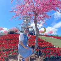 🌼🌼พักกายพักใจ💕💕ชมดอกไม้สวยๆๆ🪻🪻💐💐🌸🌼