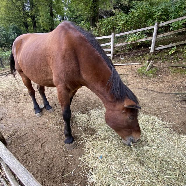 六甲山牧場【北エリア】動物が近くふれ合える癒されエリア