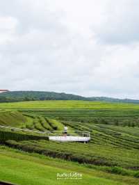 🌱One Day Trip ที่ไร่สิงห์ปาร์ค เชียงราย