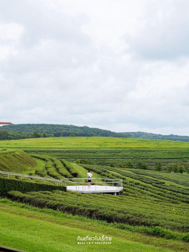 🌱One Day Trip ที่ไร่สิงห์ปาร์ค เชียงราย