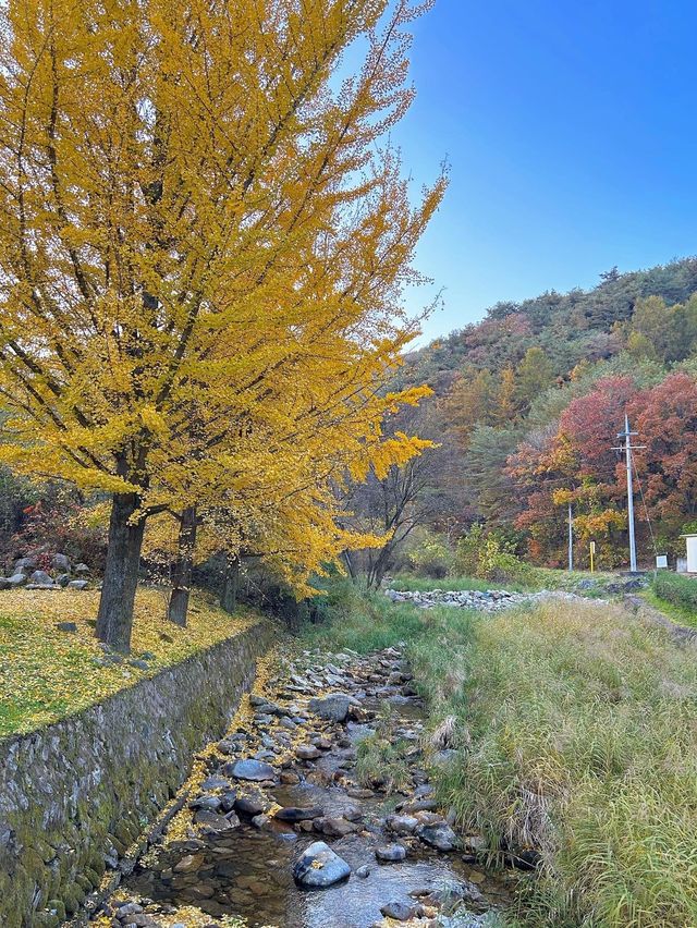 가을단풍 구경하기 좋은 “배론성지”🍁