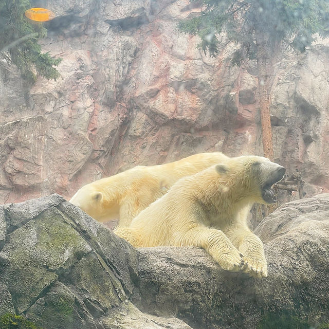 北海道旅行おすすめスポット【旭山動物園編】