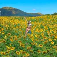ทุ่งทานตะวันเขาใหญ่ บานสะพรั่งรับลมหนาว🌻