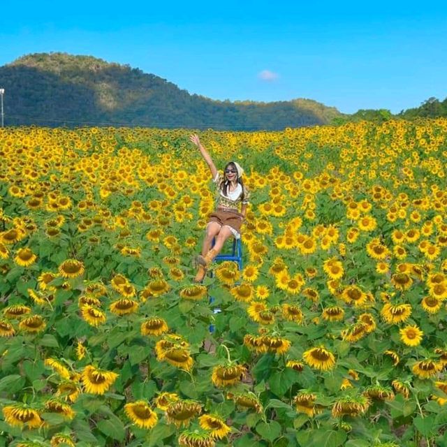 ทุ่งทานตะวันเขาใหญ่ บานสะพรั่งรับลมหนาว🌻