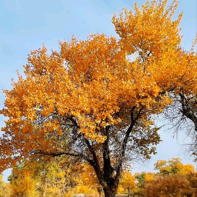 巴楚縣胡楊林秋天盛宴，紅海景區金光爛美不勝收