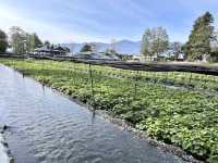 สวนวาซาบิใหญ่ที่สุดในโลก จ.นากาโนะ