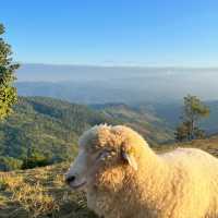 AKHA  ฟาร์มแกะ 🐑