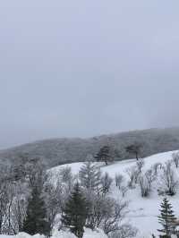 이곳이..겨울왕국?!⛄️ 눈이 가득쌓인 ‘삼양목장‘