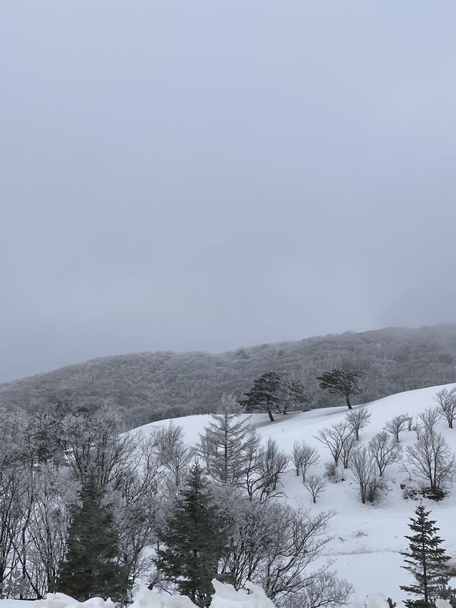 이곳이..겨울왕국?!⛄️ 눈이 가득쌓인 ‘삼양목장‘