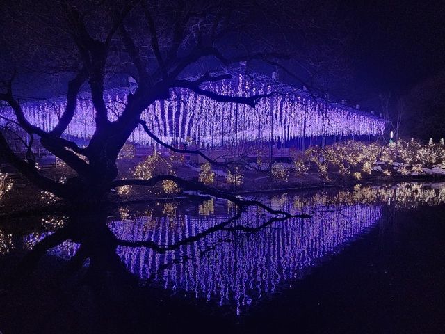 東京近郊/足利花卉公園🌷