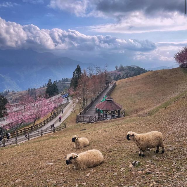 「清境農場粉紅櫻花之旅，浪漫如歐洲」