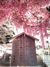 【桜神宮/東京都】満開の河津桜