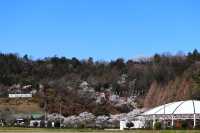 【都ホテル 岐阜長良川】ホテルスタッフおすすめ観光コース 「ぎふ旅巡り」vol.1『山県市近郊　春・満喫コース』