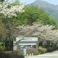 山梨の桜🌸河口湖北岸の桜/富士・河口湖さくら祭り 🌸