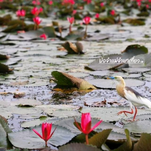 นั่งเรือชม ทุ่งบัวแดง ณ บางเลน นครปฐม