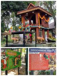 普吉虎王國：老虎互動🐯 Tiger Kingdom Phuket