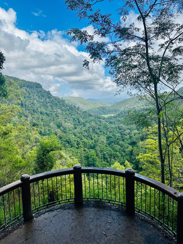 Beautiful Rainforest in Queensland, Aus 🇦🇺