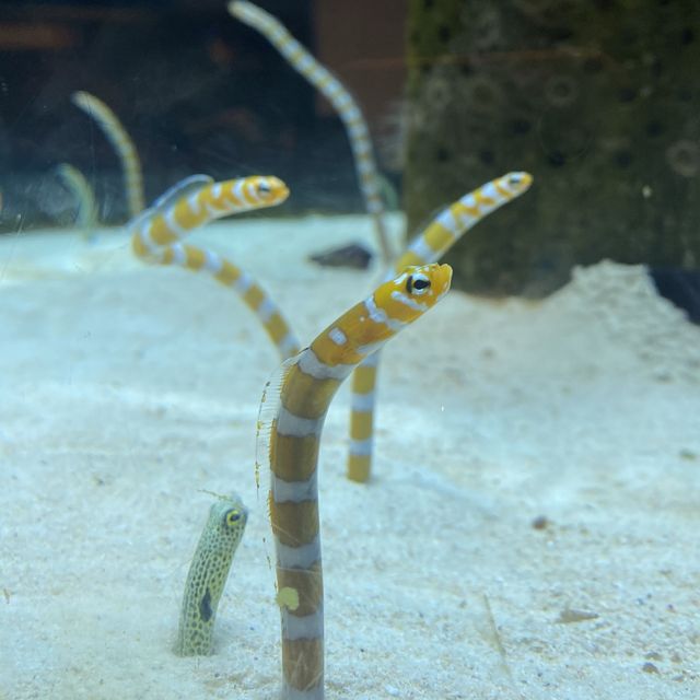 【日本沖繩】美麗海水族館🪸超美海洋生物🐬