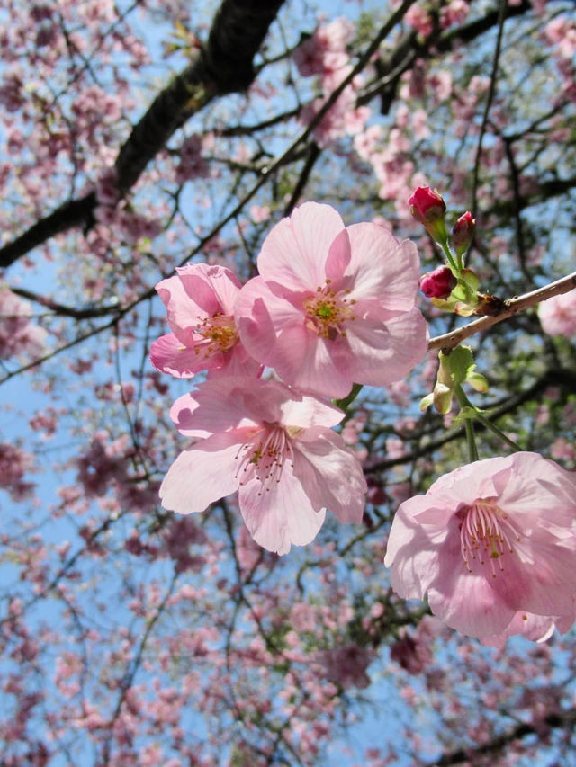 Nisi Park is located in Fukuoka