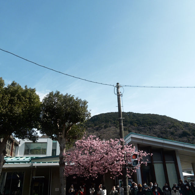 河津町櫻花打卡成功 安靜慢生活