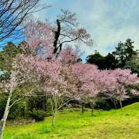 桜淵公園