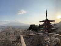 【💮新倉淺間神社💮】日本🇯🇵宣傳照的原模型：富士山🗻、櫻花🌸、五重塔🏯，一張盡收眼簾下。
