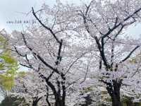 สวนโยโยกิ Yoyogi Park 🌸