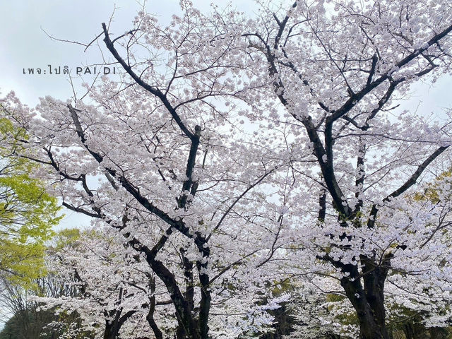 สวนโยโยกิ Yoyogi Park 🌸