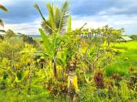 Jatiluwih Rice Terraces
