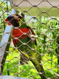 Bird Paradise