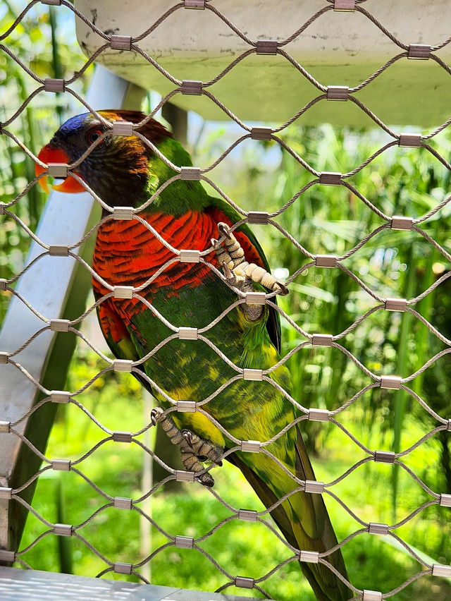 Bird Paradise