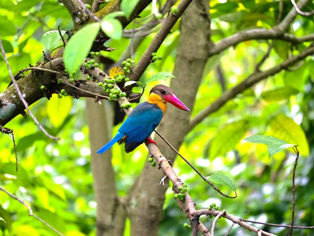 Singapore Zoo